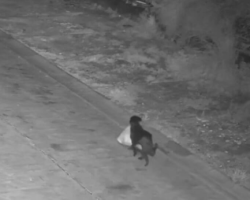 VIDEO – Catania, cane addestrato per gettare i rifiuti nella discarica abusiva