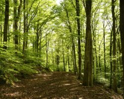 Altre famiglie del bosco in Sicilia: interviene la Procura